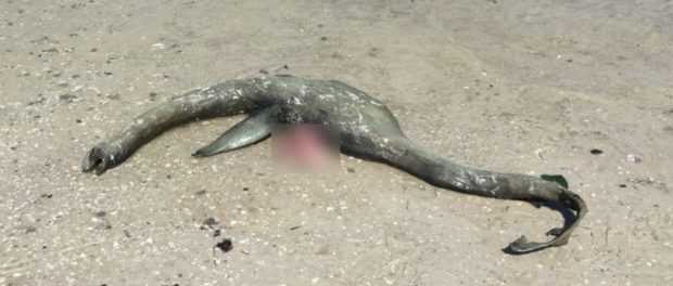 SeaCreatureLochNess_web_1024