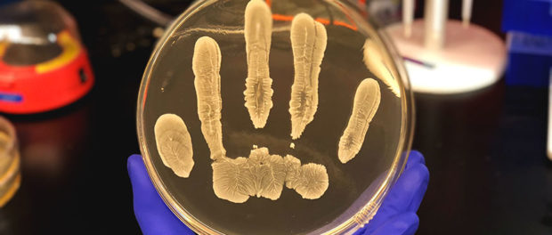 bacterii