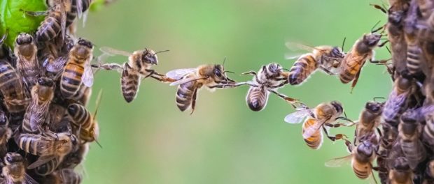 bees_acting_like_a_neuron_1024