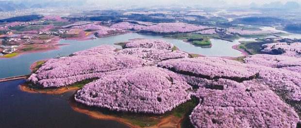 cherry-blossoms-spring-china-25-5ab26bdf03ed2__880