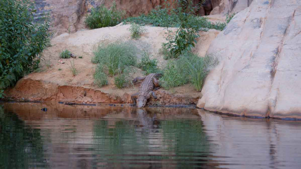 crocodil 2