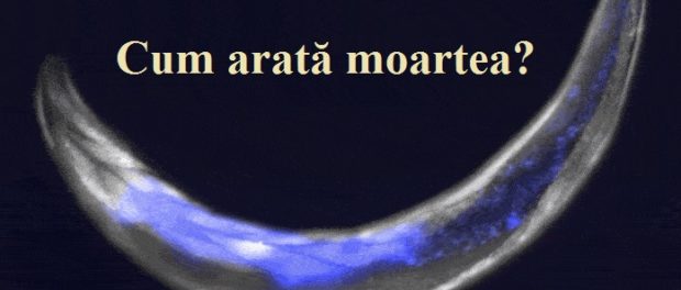 cum arata moartea