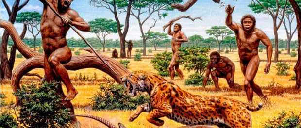 homo erectus
