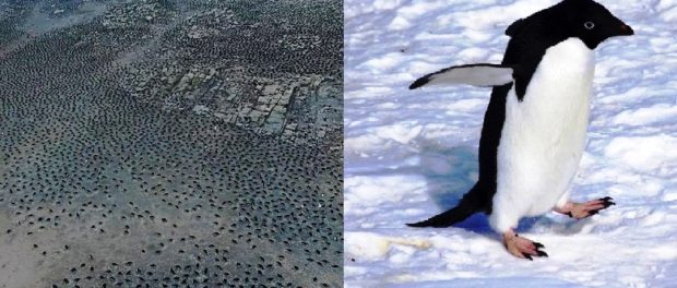 supercolonie de pinguini