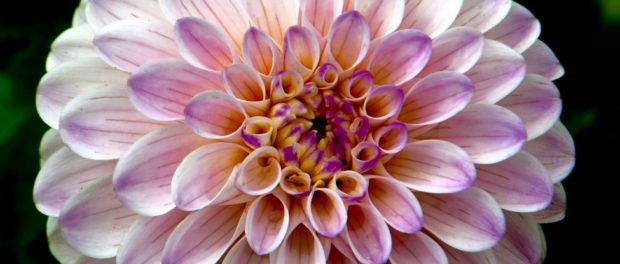 FlowersBloom_web_1024