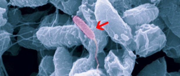 BacteriaHeader_1024