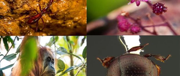CollageOfEFLTop10Species2018.jpg.653x0_q80_crop-smart