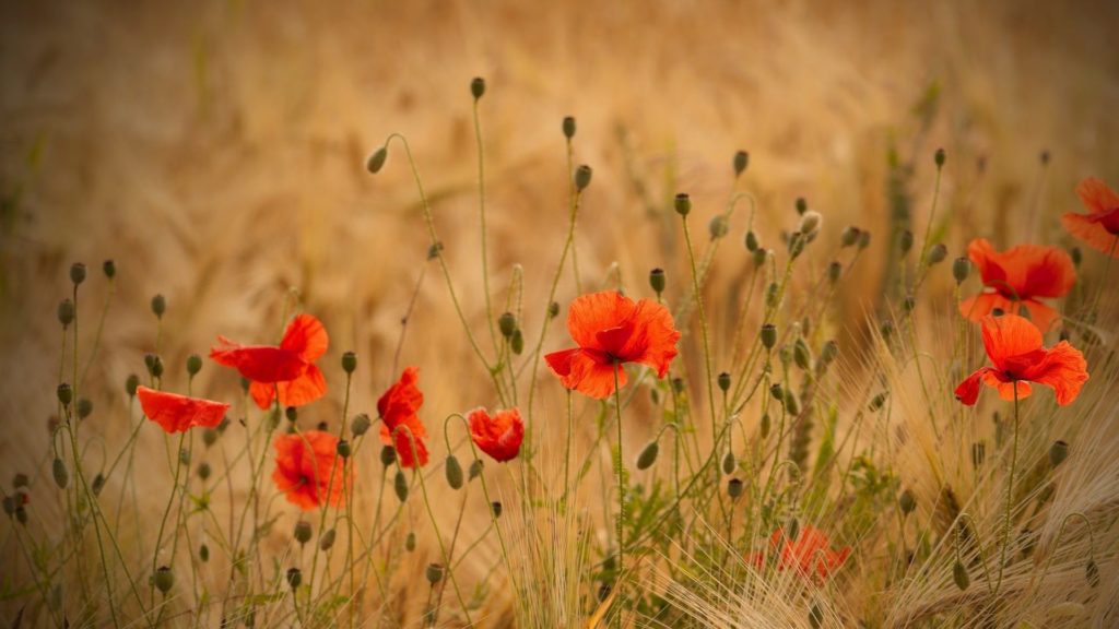 Field Poppies Flowers Nature Poppy Best Flower Picture Quotes