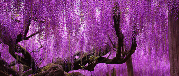 oldest-wisteria-tree-ashikaga-japan-2