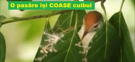 pasare isi coase cuibul