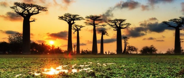 054-african-baobab-trees-dying-mystery-0_1024