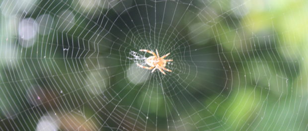 A_classic_circular_form_spider's_web