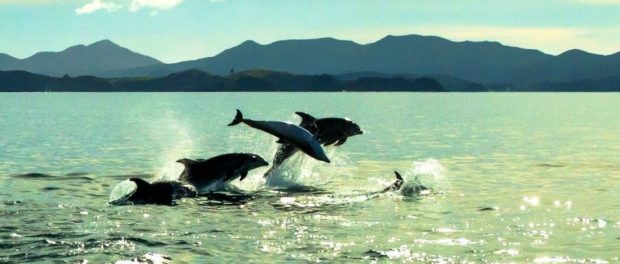 delfini