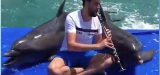 delfini canta