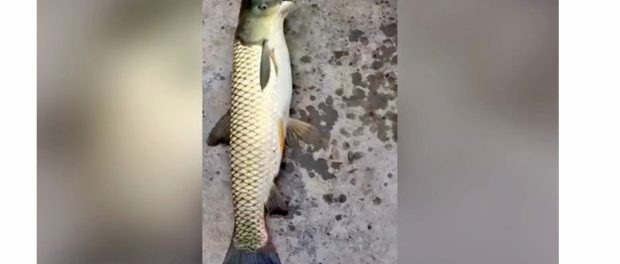 peste ciudat