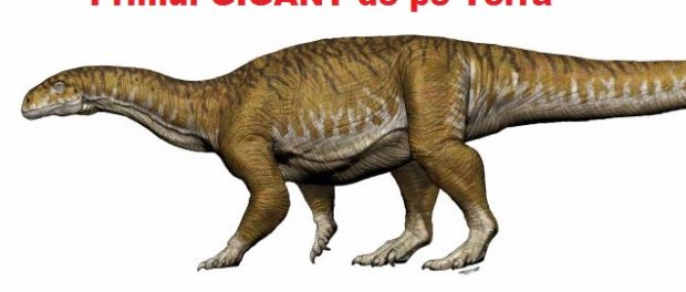 PRIMUL GIGANT