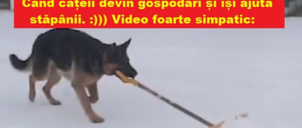 caini gospodari