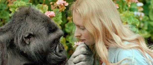 koko
