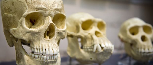 skull-evolution_1024