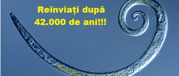 viermi reinviati
