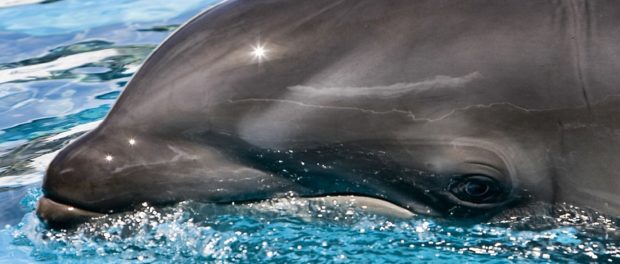 wolphin