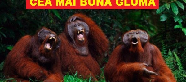 CEA MAI BUNA GLUMA 2