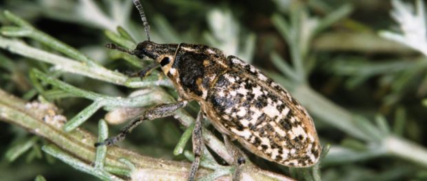 Leucomigus