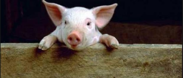 PORC 1