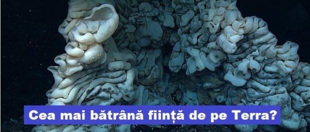 cea mai batrana fiinta