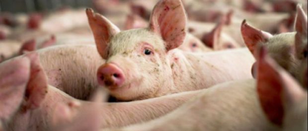 porci