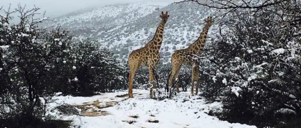 girafe