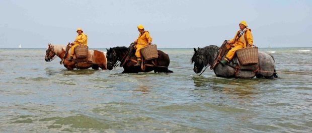 horseback-fishing-oostduinkerke-42