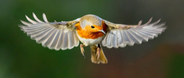 hovering_european_robin_magnetoperception_1024