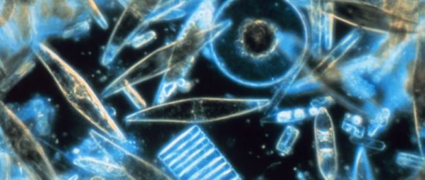 Pelagibacterales