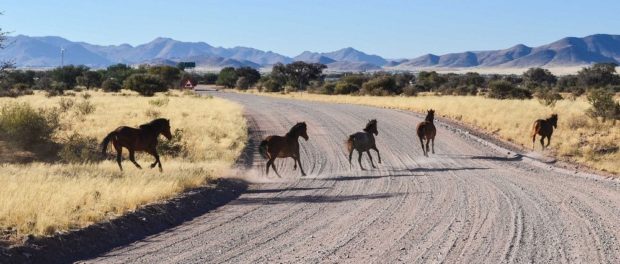 namib-desert-horse-76