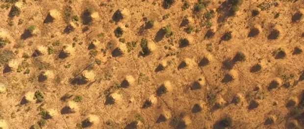 0025-termite-mounds-brazil-0_1024