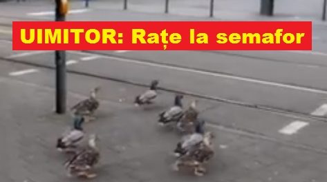 RATE LA SEMAFOR