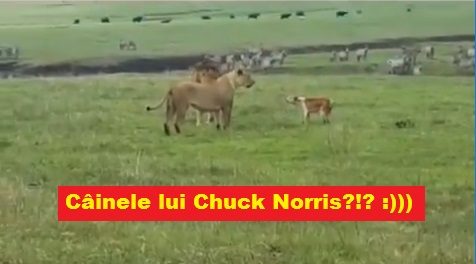 cainele lui chuck norris
