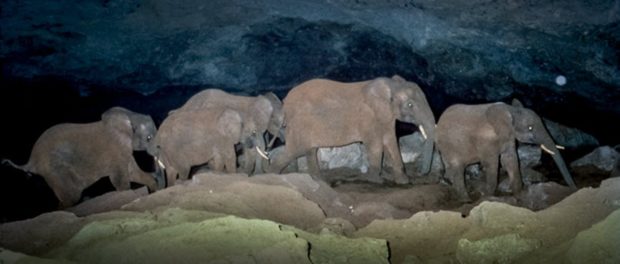 cave-elephants-mount-elgon-36