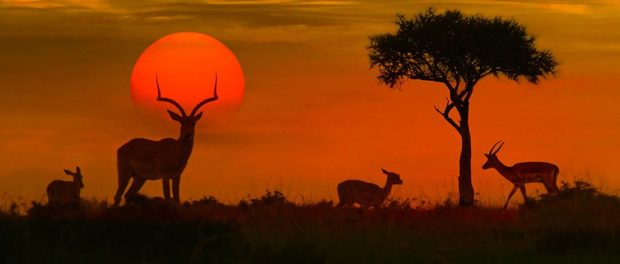 wwf_lpr_vertebrate_loss_1024