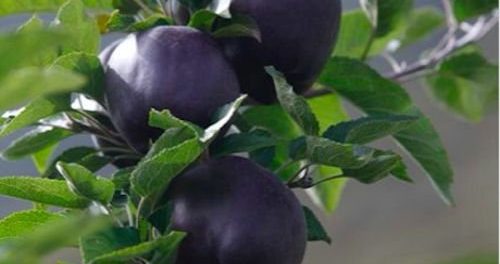 Black-Diamond-apples
