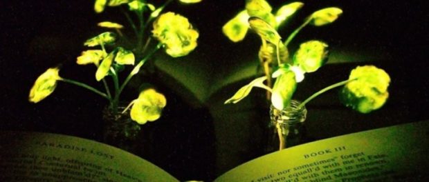 plante luminescente