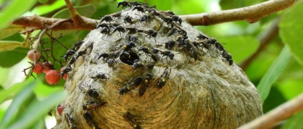 polybia-wasp-antibiotic_1024