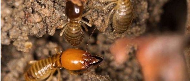 termite