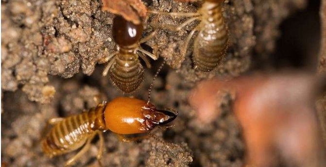 Fertilitatea şi longevitatea reginelor de termite sfidează limitele ...