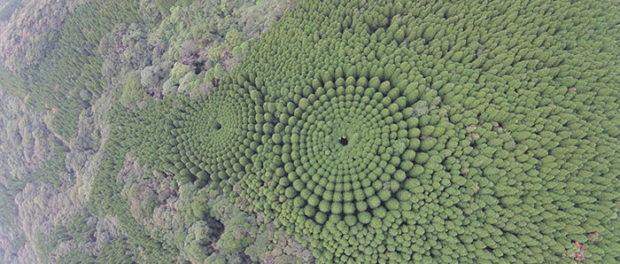 tree-crop-circles-half-century-miyazaki-japan-1-5c1b5581654d3__700