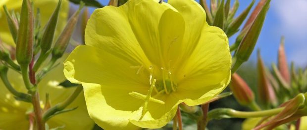evening-primrose_1024