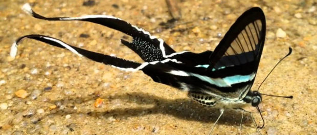 green-dragontail-butterfly