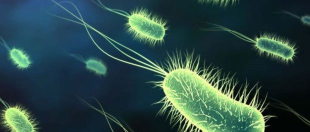 bacteriile
