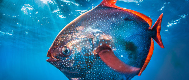 opah